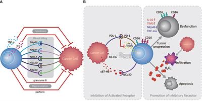 Innate Immune Cells in the Esophageal Tumor Microenvironment